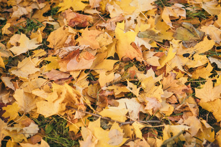 Beautiful autumn picture for the background. Autumn orange decidiage on green grass. Bright autumn maple leaves.の写真素材