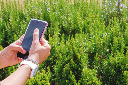 woman hands take picture of wild rosemary with mobile phone, using  mobile application to recognise plant species onlineの写真素材