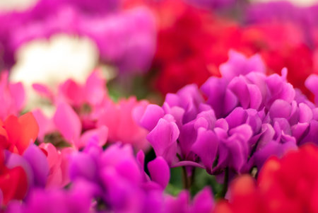 pink and red cyclamens in the garden for colorful blurry backgroundの写真素材