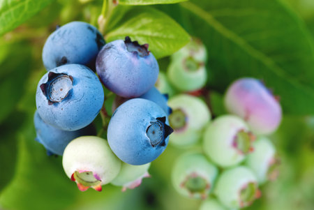 ripening blueberry berries growing on bush, Vaccinium corymbosum plantの写真素材