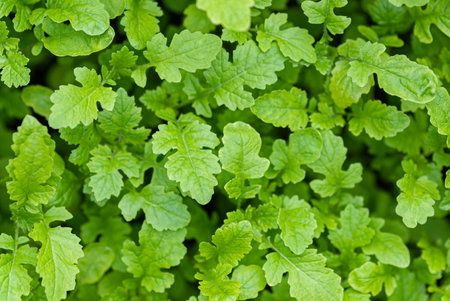 Sinapis alba L. seedlings top view, green manure crop in gardenの写真素材