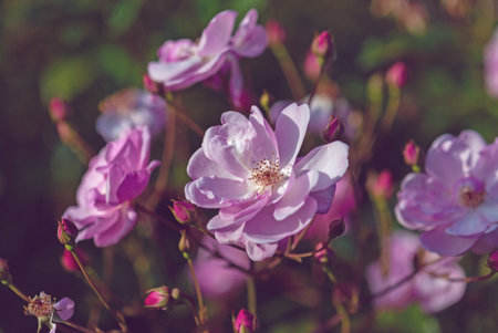 elegant pink roses in sunset dusky light in autumn english garden