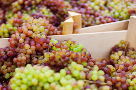 bunches of harvested grapes in wooden boxesの写真素材
