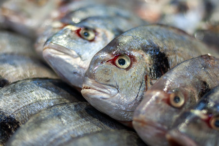 sea bass fish sold at fish market, close upの写真素材