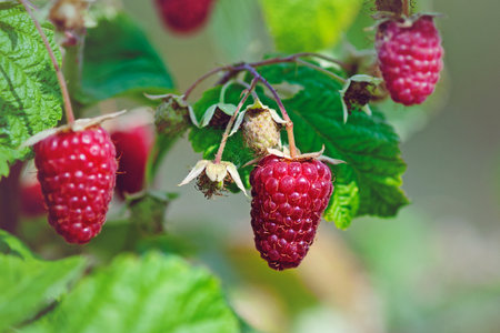 ripe raspberries on bush, close up