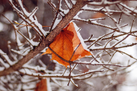 Maple fallen leaf on tree brunches covered with first snow
