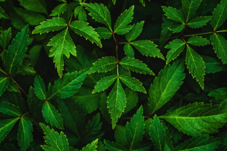 Dark green leaves of Japanese astilbe (Astilbe japonica) at night, view from above