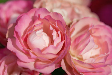 Close up of delicate tender pink-yellow rosesの写真素材