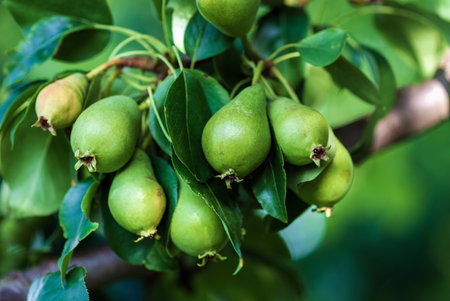 Small unripe green pear fruits (Pyrus communis L.) in summer orchard, closeupの写真素材