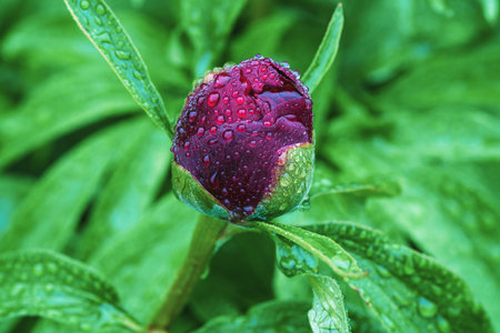 Single burgundy red peony bud in water drops on rainy dayの写真素材