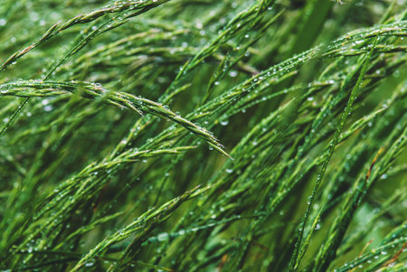 lush green summer grass wet with rain