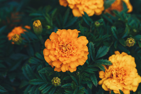 African marigold orange flowers, high angle shot