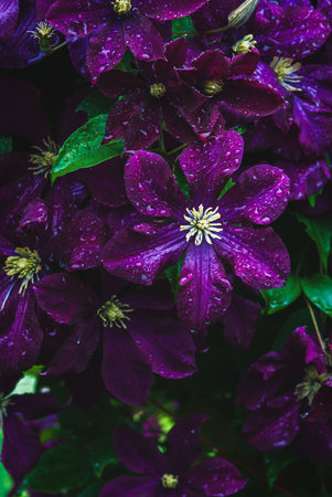 Purple clematis flowers in water drops, vertical frame shotの写真素材