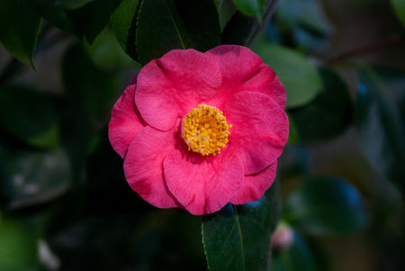 Camellia Japonica - Ashiya camelia single flower on a treeの写真素材