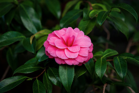 Japanese camellia (Camellia Japonica L.) formal double pink flower on a treeの写真素材