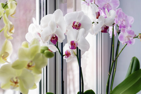 Moth orchids flowering on window sill, houseplants careの写真素材