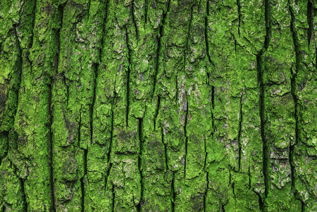 Texture of old oak tree green mossy trunkの写真素材