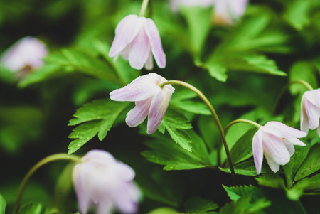Wood anemone flowers in the forest - Anemone nemorosaの写真素材