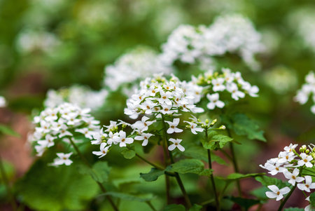 Mustard garlic - Alliaria petiolata - edible wild flowering plant in the forest