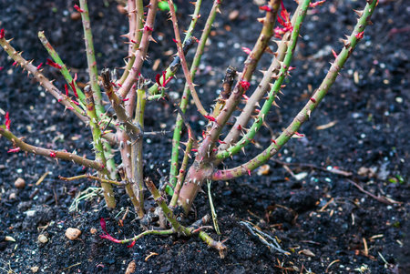 Rose shrub pruning in spring - cut rose bush without leaves in the garden