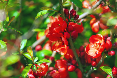 Flowering quince in red flowers, Chaenomeles japonica blooming in spring