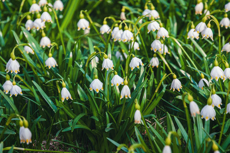 Spring snowflake flowers in the forest - Leucojum vernum, Great snowdrop