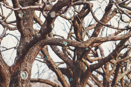 Crooked branches of old fruit trees in a garden without leaves, old pear trees in the orchard