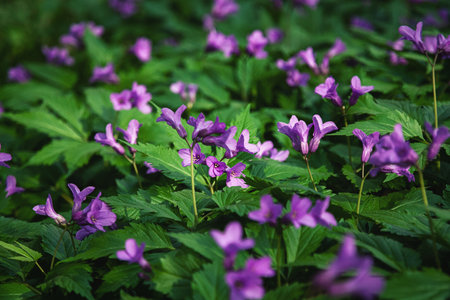 Forest wildflowers Cardamine pentaphyllos in springの写真素材