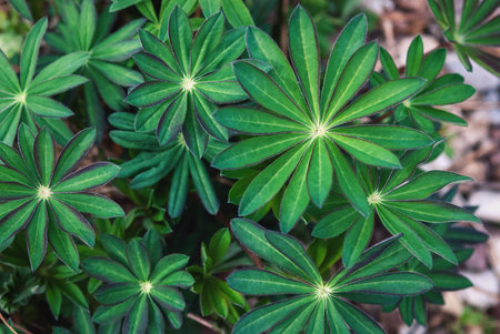 Lupin leaves top view - Lupinus polyphyllusの写真素材