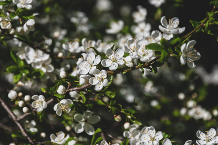 Sloe tree blossoming in spring - Prunus spinosa white blooming tree
