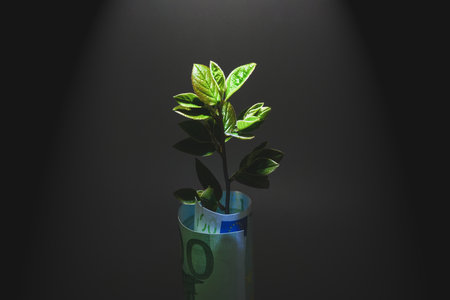 Money growth concept - small tree grows out of Euro banknote in spotlight on black backgroundの写真素材