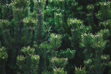 Shrub mountain pine tree - Pinus mugo, closeupの写真素材