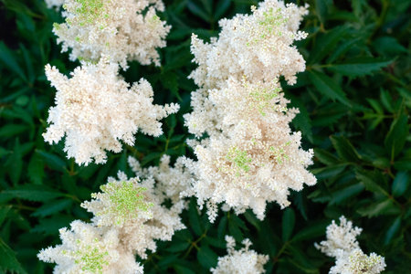 Astilbe Japonica white flowering plant, view from above