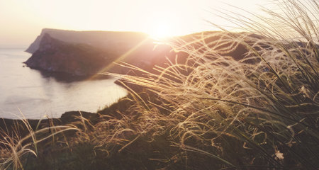 Feather grass on the seaside at golden hour in sunset lightの写真素材