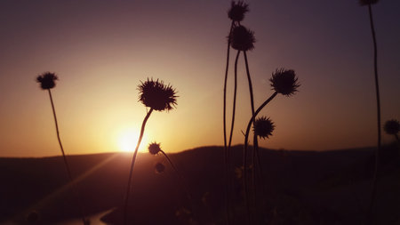 Thistle flowers silhouettes against evening sky at sunsetの写真素材