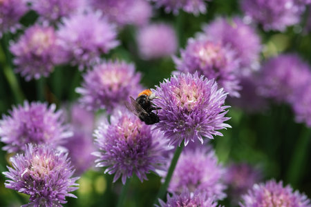 Chives purple flowers attract bumblebees - Allium schoenoprasum blooming in summer