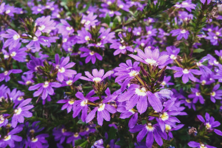 Fairy Fan-flower purple flowers in the garden, Scaevola aemula in bloomの写真素材