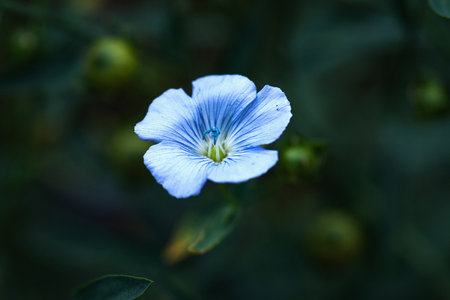 Blue flax flower in the evening, linseed flax bloom, Linum usitatissimumの写真素材