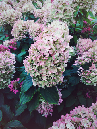 Hydrangea flowers in the evening gardenの写真素材
