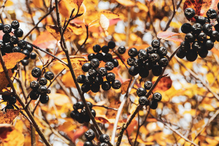 Aronia berries in autumn forestの写真素材