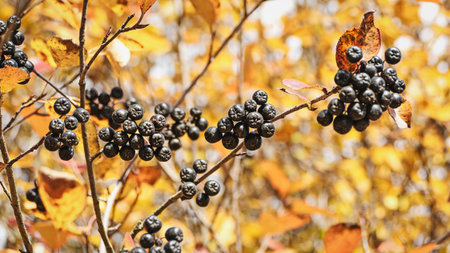 Black chokeberry on the shrub branch, Aronia berries in the autumn gardenの写真素材
