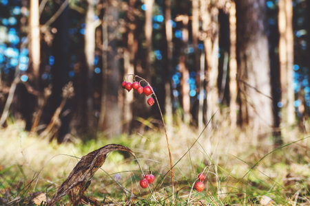 Red berries of lily of the valley in the forest, autumn natureの写真素材