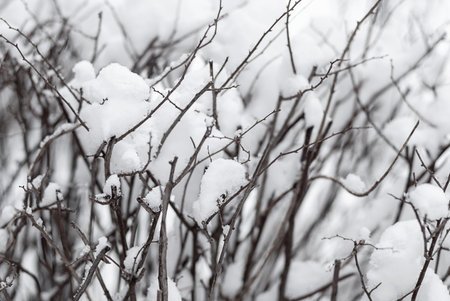 Branches in snow, winter weather backgroundの写真素材