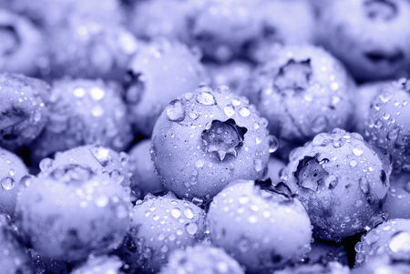 Blueberry fruit background, purple berries covered with water dropsの写真素材