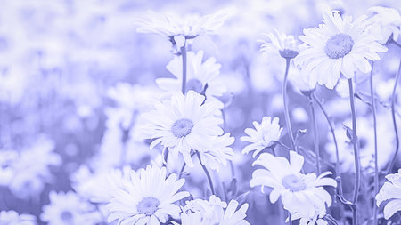 White camomiles meadow tinted in purple very peri 2022 color trendの写真素材