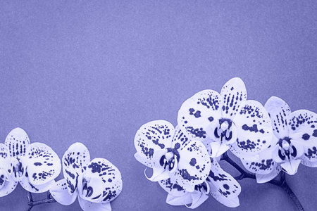 Very peri color trend background with white orchid flowers and copy spaceの写真素材