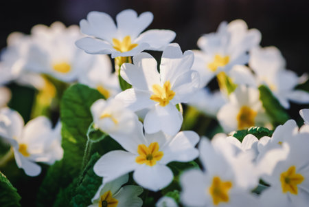 White primula flowers in shady spring forest closeup, Primula vulgaris floweringの写真素材