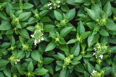 Greek Basil plants flowering in the garden, green basil leaves texture, view from aboveの写真素材