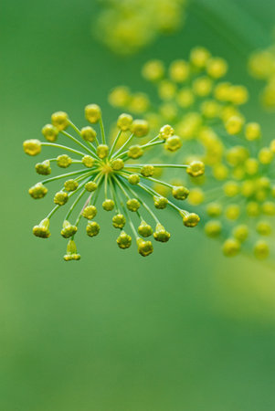 Blooming dill plant, green blurry background, copy spaceの写真素材