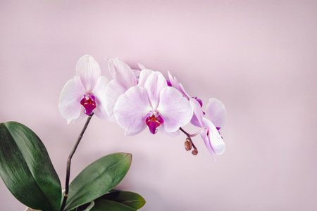 Pink phalaenopsis orchid with copy space, floral backgroundの写真素材